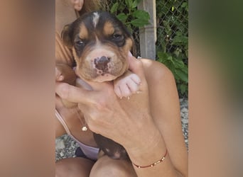 Georgie - sucht bei Dir ein Zuhause mit Liebe, Geborgenheit und ein willkommener Platz