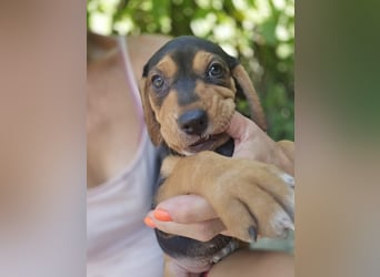 Gwenita - sucht dich für ein liebevolles Zuhause - ihr Köfferchen für dich hat sie gepackt