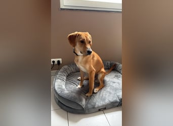 Lani - sucht ihr wahres Happy End - gelehrige Junghündin