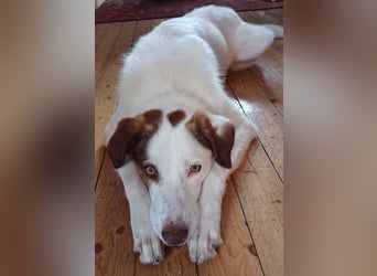 Filippa - sucht ihr Foreverhome, in dem sie geliebt wird und für immer bleiben darf
