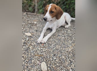 Lissy - sucht Dich für liebevolle Erziehung und für ihr Foreverhome