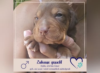 Gino - sucht dich - der ihm ein liebevolles Zuhause schenkt