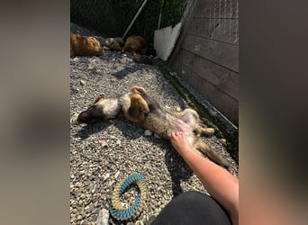 Dilara - fröhliches und offenes Hundemädchen sucht Dich