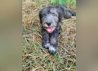 Misuki - toller süsser junge Hund sucht dich als Wegbegleiter