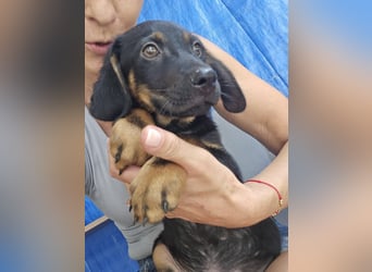 Russel - willst du mit mir gemeinsam wachsen und mir ein Forever Home geben ? Ja Du