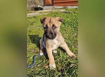 Winnie - kleines Welpenmädchen freut sich auf Dich zum Quatschmachen