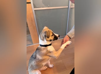 Lilly - will endlich ihr eigenes Für immer Zuhause - ja für immer bitte