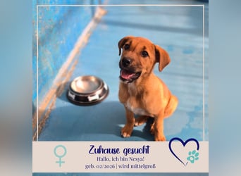 Nesya - sucht ihr Forever Home - bei Dir ?