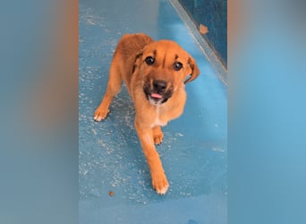 Nesya - sucht ihr Forever Home - bei Dir ?