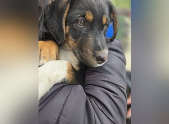 Georgina - möchte dich adoptieren oder Du sie ?