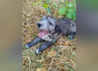 Misuki - toller süsser junge Hund sucht dich als Wegbegleiter