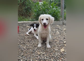 Milo - sucht dich für gemeinsame Abenteuer des Lebens