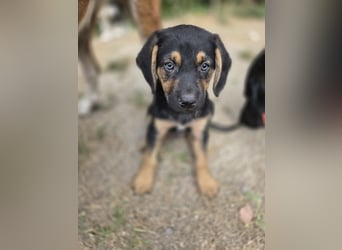 Romeo sucht bei Dir sein Körbchen oder eigens Bett für Immer