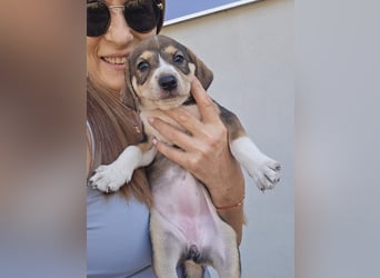 Sanne - sucht dich - typischer Junghund mit viel Liebe im Gepäck
