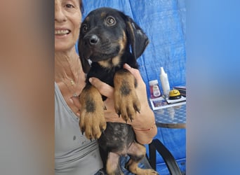 Russel - willst du mit mir gemeinsam wachsen und mir ein Forever Home geben ? Ja Du