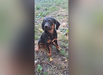 Russel - willst du mit mir gemeinsam wachsen und mir ein Forever Home geben ? Ja Du
