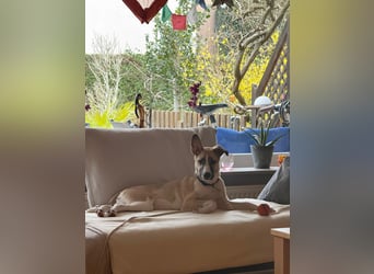 Lilly - will endlich ihr eigenes Für immer Zuhause - ja für immer bitte