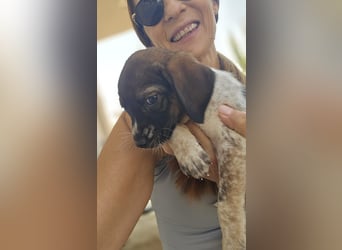 Sabrina, Abenteuer Junghund für Dich ?