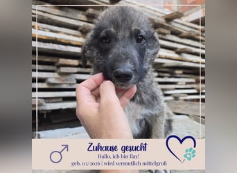 Illay - sucht seine Familie - bist du es ?