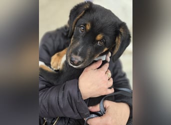 Georgina - möchte dich adoptieren oder Du sie ?