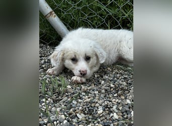 Milo - sucht dich für gemeinsame Abenteuer des Lebens