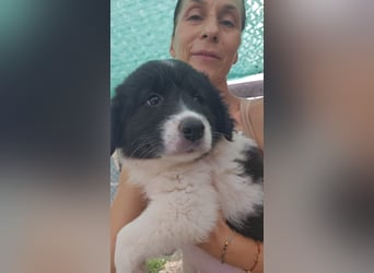 Jamila sucht Dich - ein Zuhause für immer