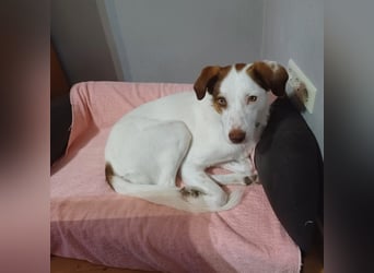 Filippa - sucht ihr Foreverhome, in dem sie geliebt wird und für immer bleiben darf
