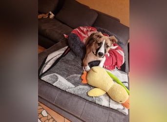 Lilly - süsse Junghündin - die Herzen schmelzen bei ihr