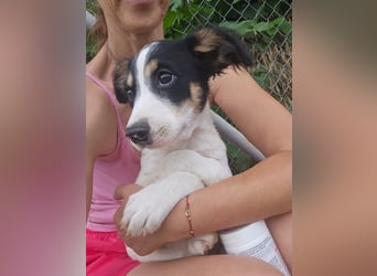 Michel - sucht ein liebevolles Zuhause fürs Leben