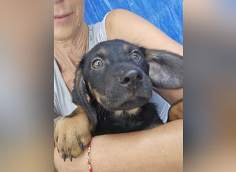 Russel - willst du mit mir gemeinsam wachsen und mir ein Forever Home geben ? Ja Du