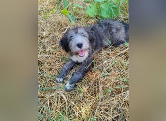 Misuki - toller süsser junge Hund sucht dich als Wegbegleiter