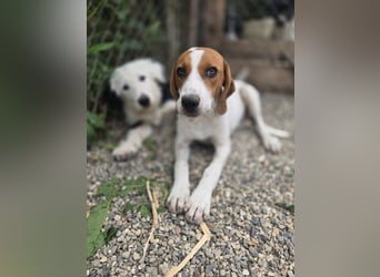 Lissy - sucht Dich für liebevolle Erziehung und für ihr Foreverhome
