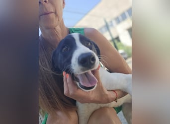 Klara - sucht Dich für gemeinsame Abenteuer
