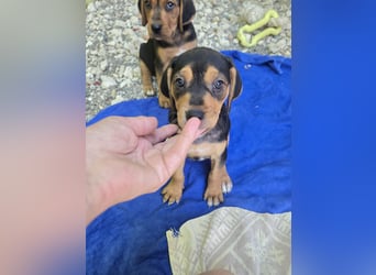 Gwenita - sucht dich für ein liebevolles Zuhause - ihr Köfferchen für dich hat sie gepackt
