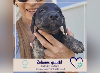 Suri - sucht Dich für gemeinsame Abenteuer, Liebe, Geduld und wichtig ein für Immer-Zuhause