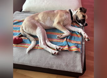 Lilly - will endlich ihr eigenes Für immer Zuhause - ja für immer bitte