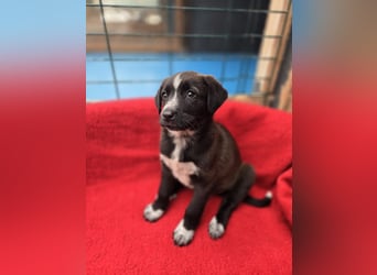 Dolce - süss, fröhlich und zugänglich - sucht genau dich - ja dich