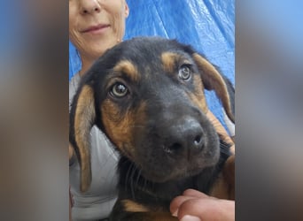 Romeo sucht bei Dir sein Körbchen oder eigens Bett für Immer