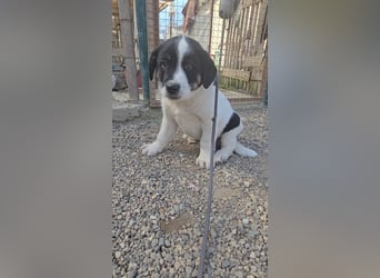 Bingo - sucht ein warmes Körbchen und vieeeel Liebe