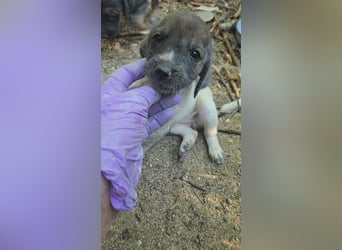 Sabrina, Abenteuer Junghund für Dich ?