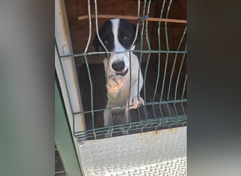 Klara - sucht Dich für gemeinsame Abenteuer