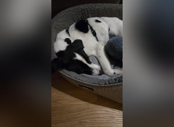 Klara - sucht Dich für gemeinsame Abenteuer