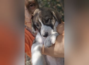 Josie - sucht ein Zuhause voller Liebe, Wärme und Menschen die sie glücklich macht