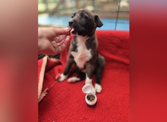 Dana - Welpenmädchen sucht dich - für ihr Foreverhome