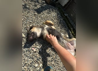Dilara - fröhliches und offenes Hundemädchen sucht Dich