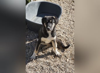 Fidi - sucht noch ihr Zuhause Fidi - sucht noch ihr Zuhause