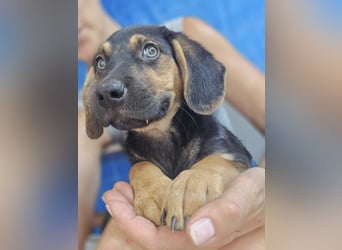 Romeo sucht bei Dir sein Körbchen oder eigens Bett für Immer