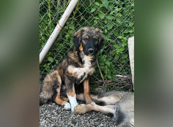 Daria - sanfte und liebe Hündin sucht dich