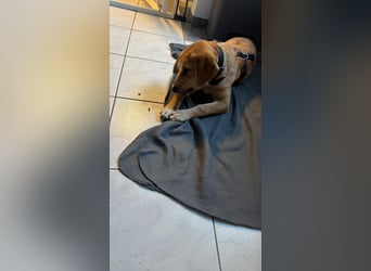 Lani - sucht ihr wahres Happy End - gelehrige Junghündin