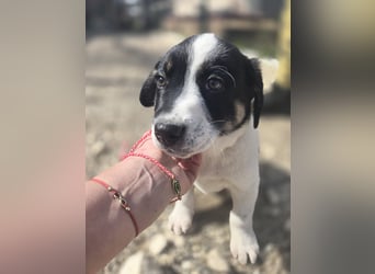 Bingo - sucht ein warmes Körbchen und vieeeel Liebe